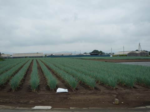 ネギ畑